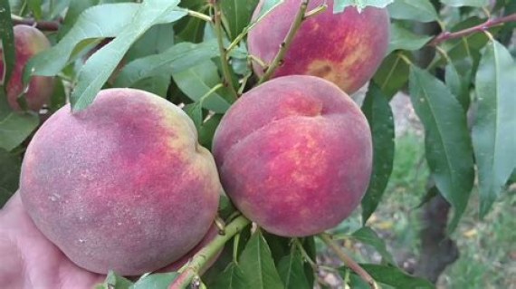 Персик Флемінг Ф'юрі PF 24-007