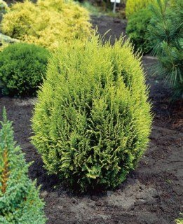 Кипарисовик Лавсона Алюміголд (Chamaecyparis lawsoniana Alumigold)