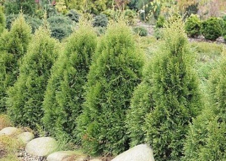 Туя західна Смарагд Вітбонт (Smaragd Witbont)