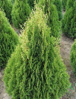 thuja-smaragd-witbont-02