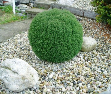 Туя західна Тедді  (Teddy) [контейнер 2л.]