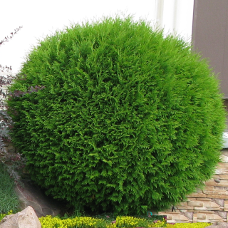 Туя західна Глобоза (Thuja occidentalis Globosa)