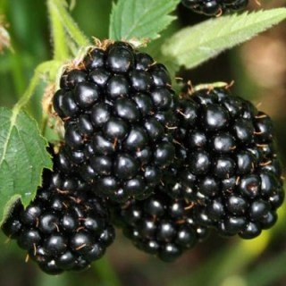 Ожина Трипл Краун