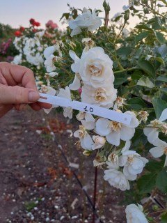 Троянда Гіслен де Фелігонд (Ghislaine de Feligonde) на штамбі