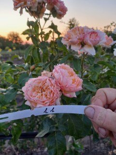 Троянда Абрахам Дербі (Abraham Darby) на штамбі