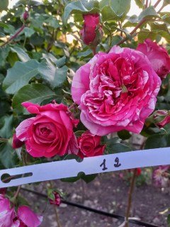 ​Троянда Френч Лібрето (French Libretto) на штамбі