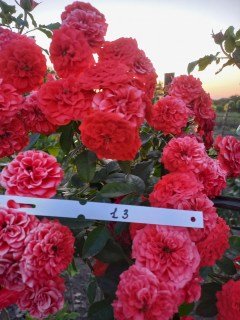 Троянда Гранд При (Grand Prix) на штамбі