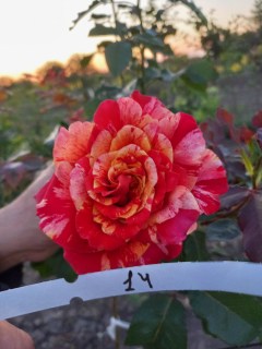 Троянда Абракадабра (Abracadabra) на штамбі