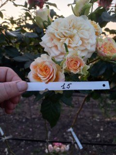 Роза Августа Луиза (Augusta Luise) на штамбе