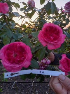 Троянда Leonardo da Vinci (Леонардо да Вінчі) на штамбі