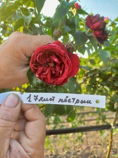 Троянда Сентіментал / Алий Пёстрый (Scentimental / Rediviva) на штамбі