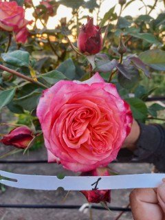 Троянда на  штамбі Августа Луїза (Augusta Luise) 