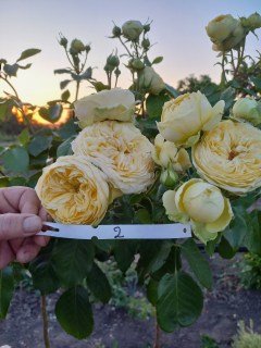 Троянда на штамбі Golden Lady (Голден Леді)