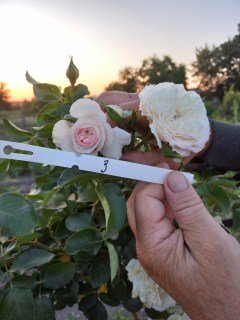 Троянда Аспірин (Aspirin Rose) на штамбі