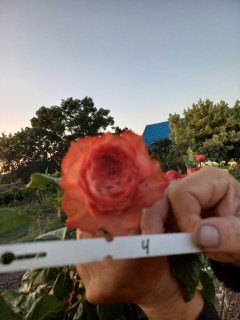 Троянда Аскот (Ascot) на штамбі