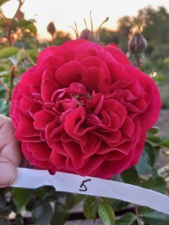 Троянда Ред Леонардо да Вінчі (Red Leonardo da Vinci) на штамбі