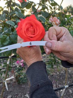 Троянда Моніка (Monica) на штамбі