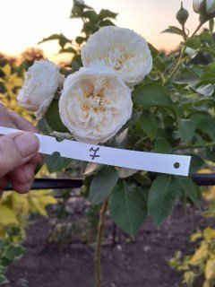 Троянда Артеміс (Artemis) на штамбі