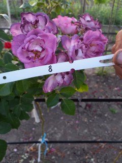 Троянда Блю фо Ю (Blue for You) на штамбі