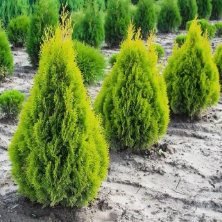 Туя Корнік (Thuja occidentalis Kornik)