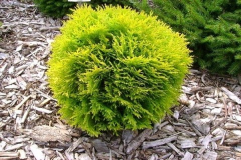 Туя Міріам (Miriyam) [контейнер 0,5л.]