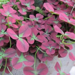 udivitelnyiy-pestrolistnyiy-klever-01