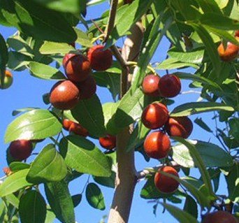 Зизифус (унаби) Та-ян-Цзао