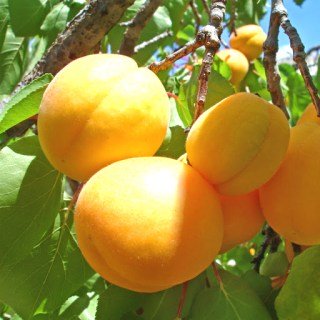 Абрикос Насолода [2-річний з відкритим коренем]
