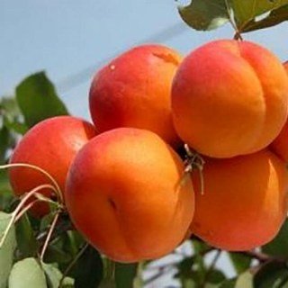 Абрикос Петропавлівський [2-річний з відкритим коренем]