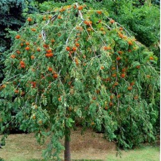 Горобина звичайна червона Пендула (плакуча), штамб