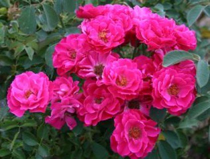 Троянда канадська Джон Кебот (John Cabot) [контейнер 2л.]