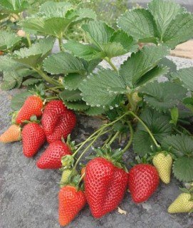  Полуниця Мальга