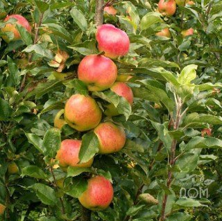 Яблуня Целеста (Celeste) [1-річна з відкритим коренем]