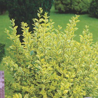 Бирючина круглолиста Ауреум (Aureum)