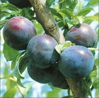 Слива Блек Голд (Black Gold) [2-річна з відкритим коренем]