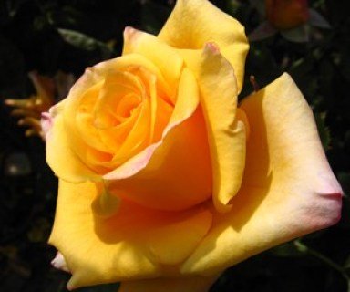 Троянда Конго