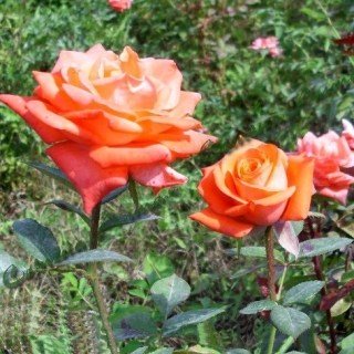 Троянда Муві Стар