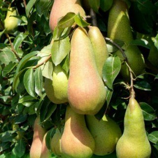 Груша Конкорд [2-річна з відкритим коренем]