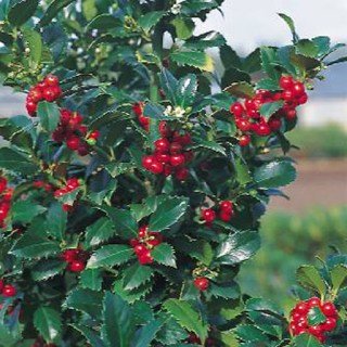 Падуб (гостролист)