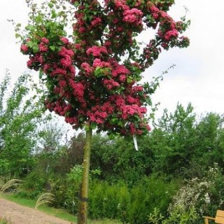 Глід Пол Скарлет на штамбі [3-річний в контейнері]
