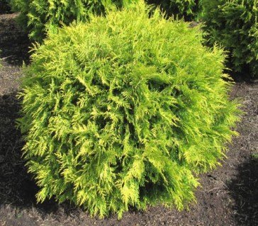 Туя шаровидная Золотистая Golden Globe