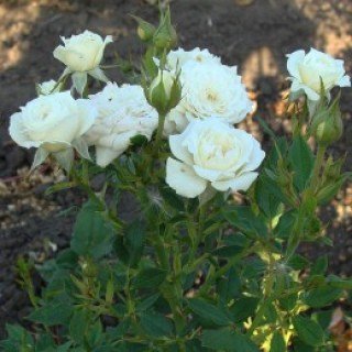 Троянда мініатюрна Вайт Литл