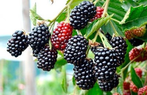 Ожина Чачанска Бестрна