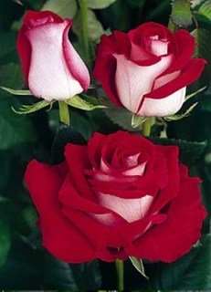 Троянда Латін Леді