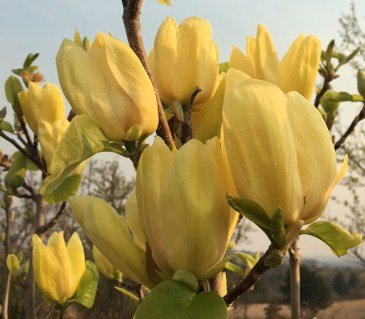 Магнолія бруклинська Еллоу Берд (Yellow Bird)