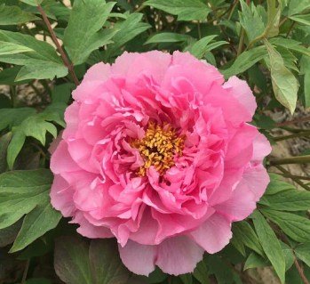 Піон деревовидний Rou Fu Rong (сіянець)