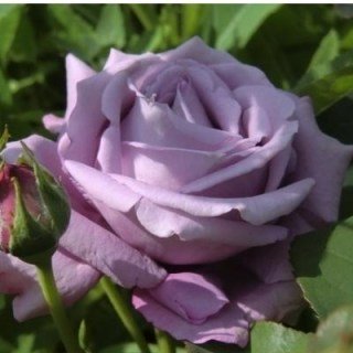 Троянда Блю Мун (Blue Moon)