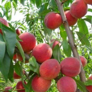 Персик Інка [1-річний з відкритим коренем]