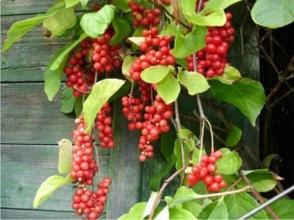 Лимонник китайський Хотей