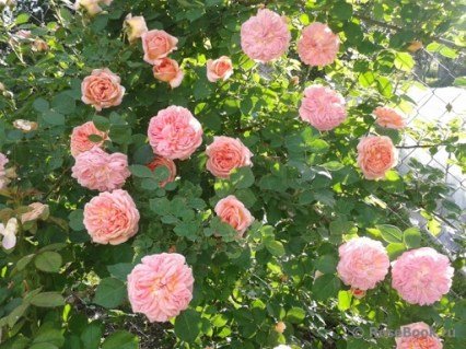 Троянда на штамбі Алхіміст (Alchymist)